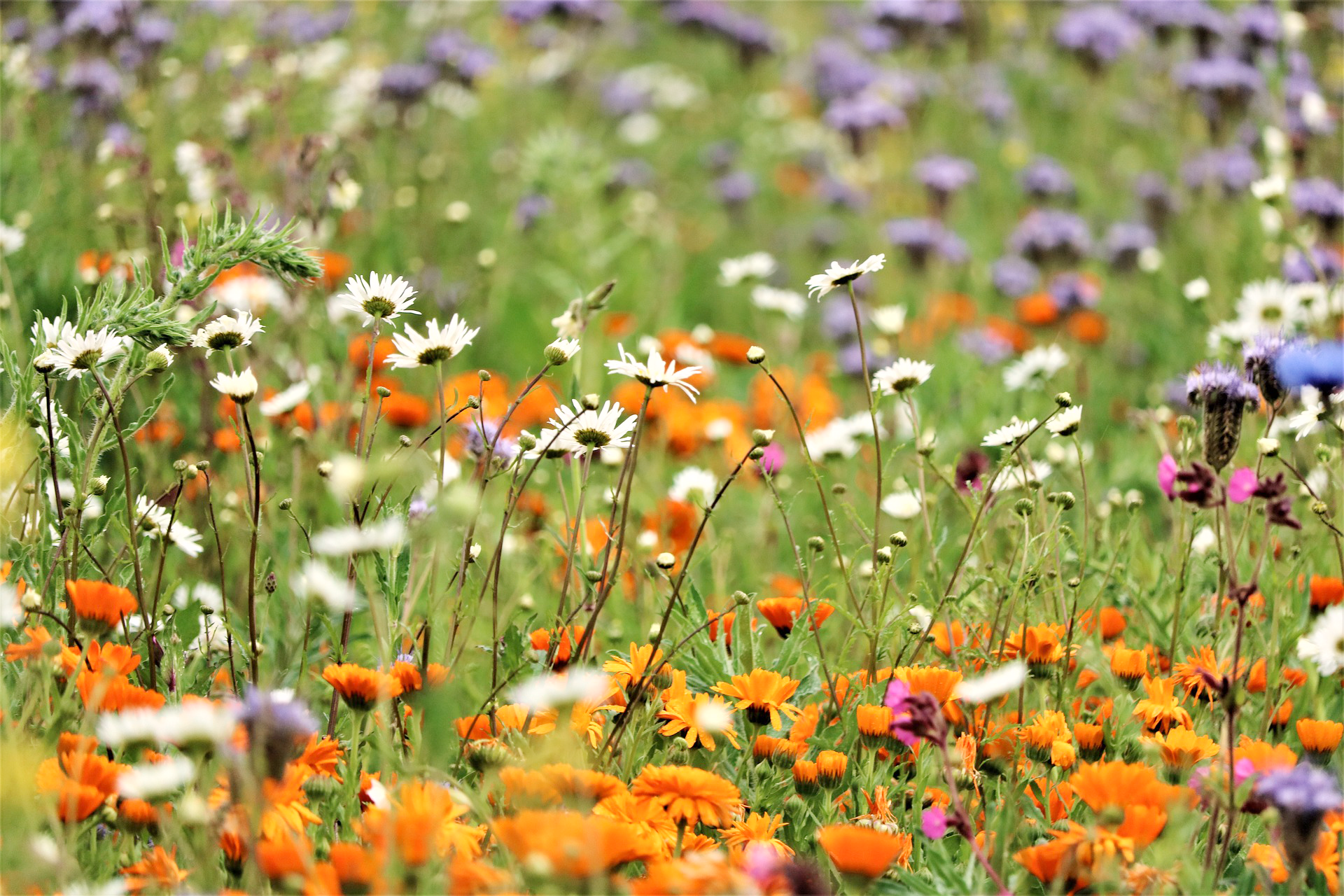 DK-Wildflower meadow