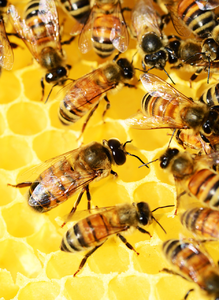 DK-Bienenpatenschaft